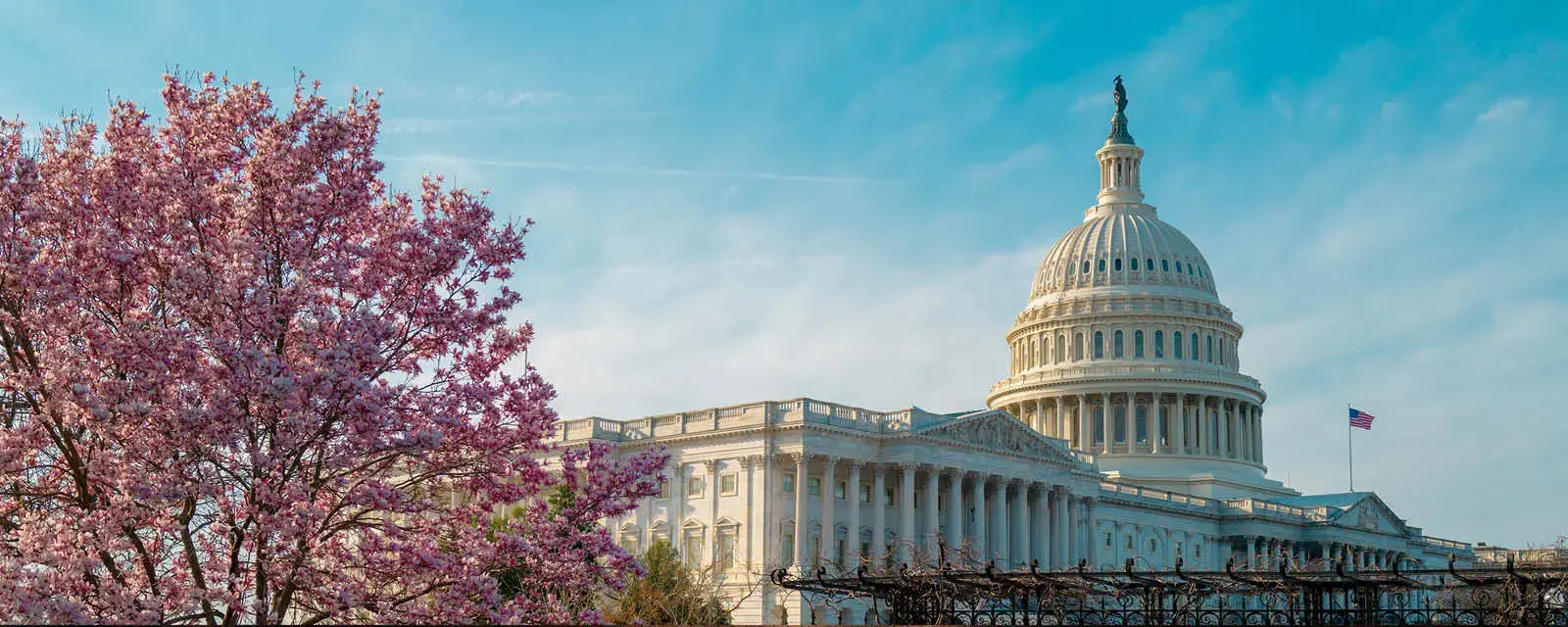 U.S. Capitol Building on a Spring Day with cherry tree blossoms in the foreground.