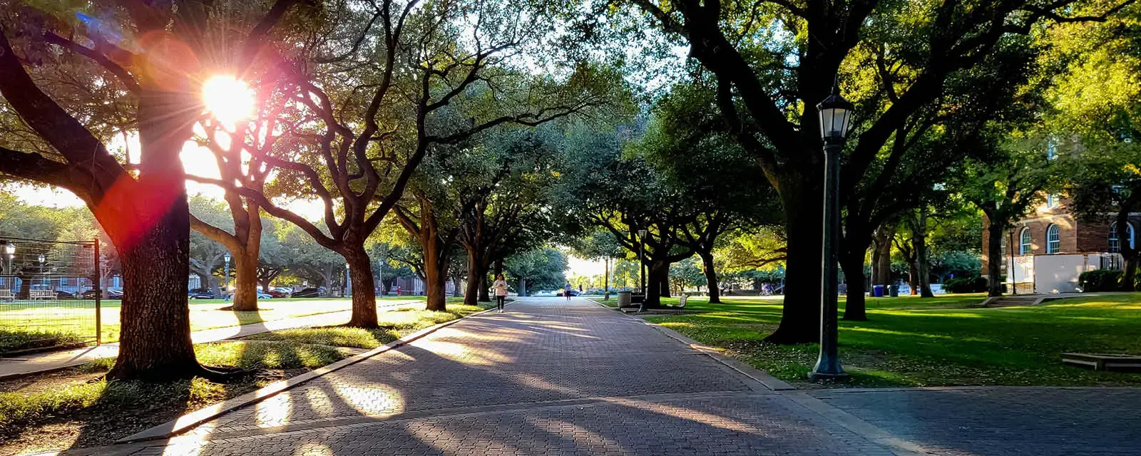 A quaint outdoor college campus walkway in the morning with the sun shining through the threes.