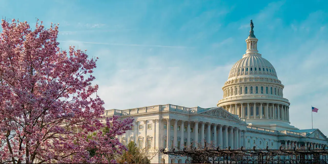 U.S. Capitol Building on a Spring Day with cherry tree blossoms in the foreground.