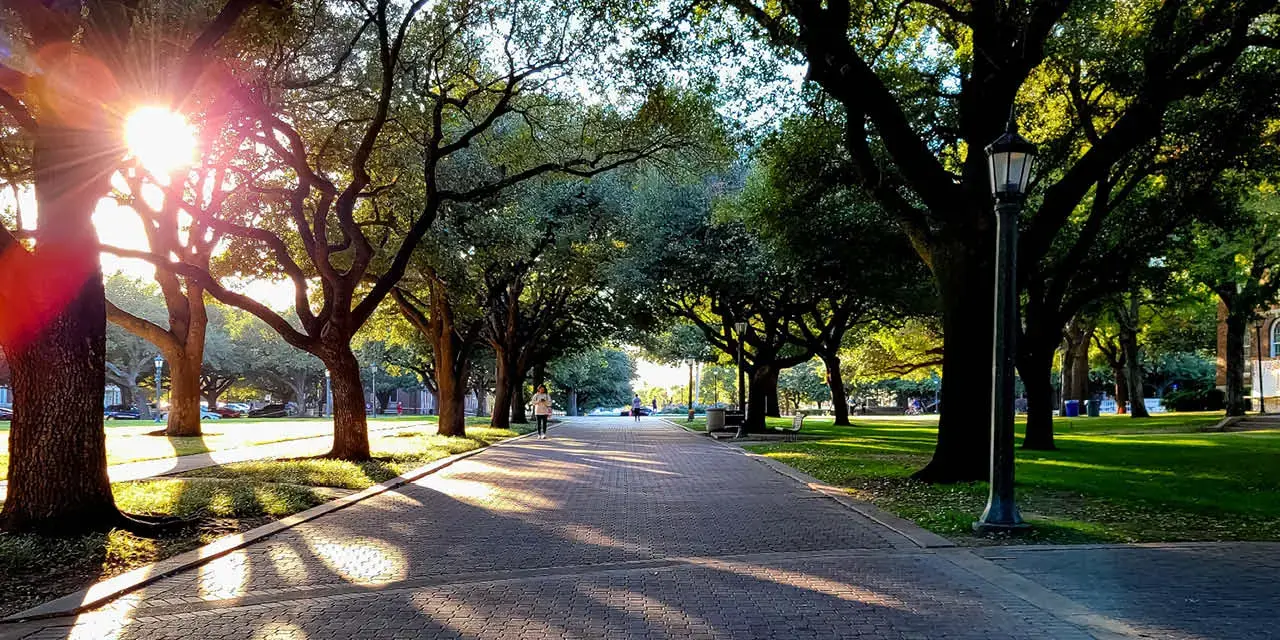 A quaint outdoor college campus walkway in the morning with the sun shining through the threes.