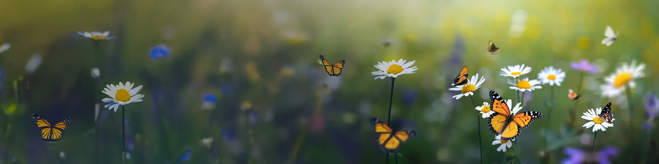 closeup of butterflies and spring wildflowers