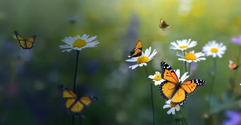 closeup of butterflies and spring wildflowers
