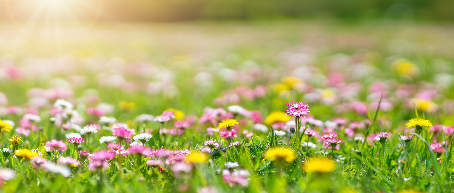 Spring Sync
