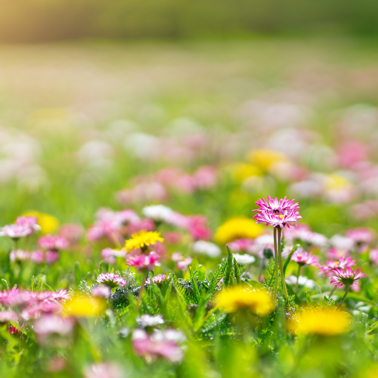 Spring Sync